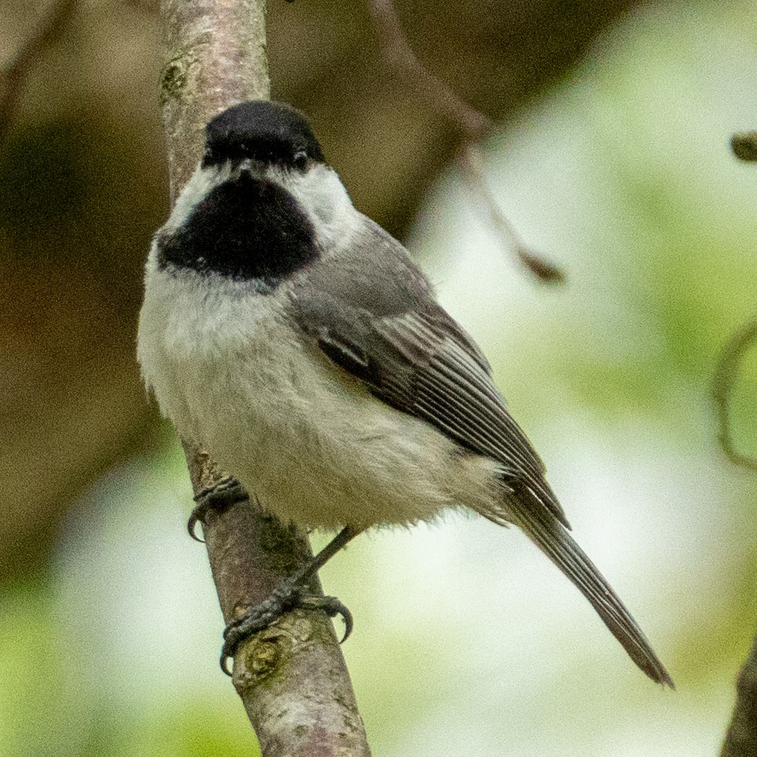 Carolina Chickadee - ML634965964