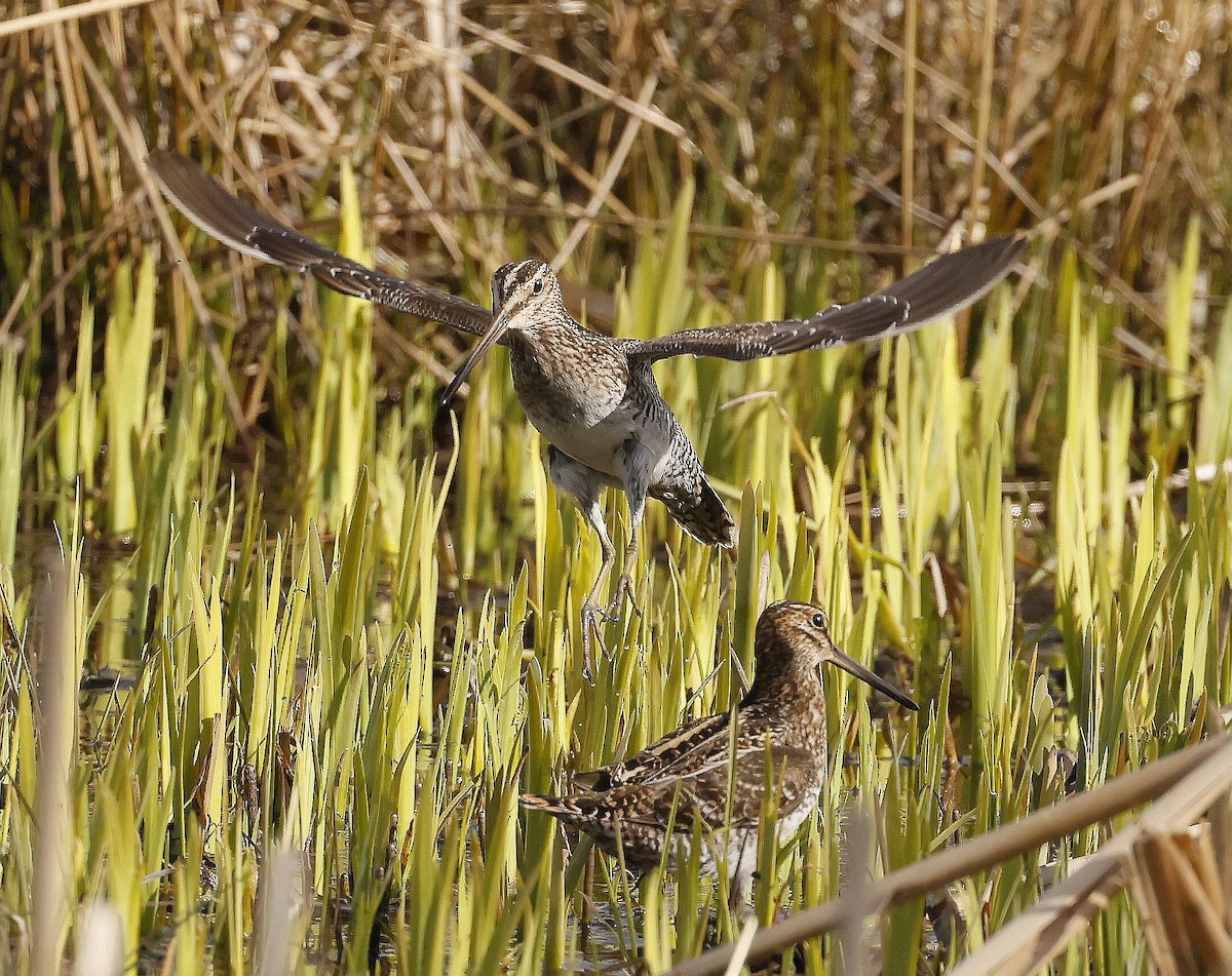 Wilson's Snipe - ML634966031