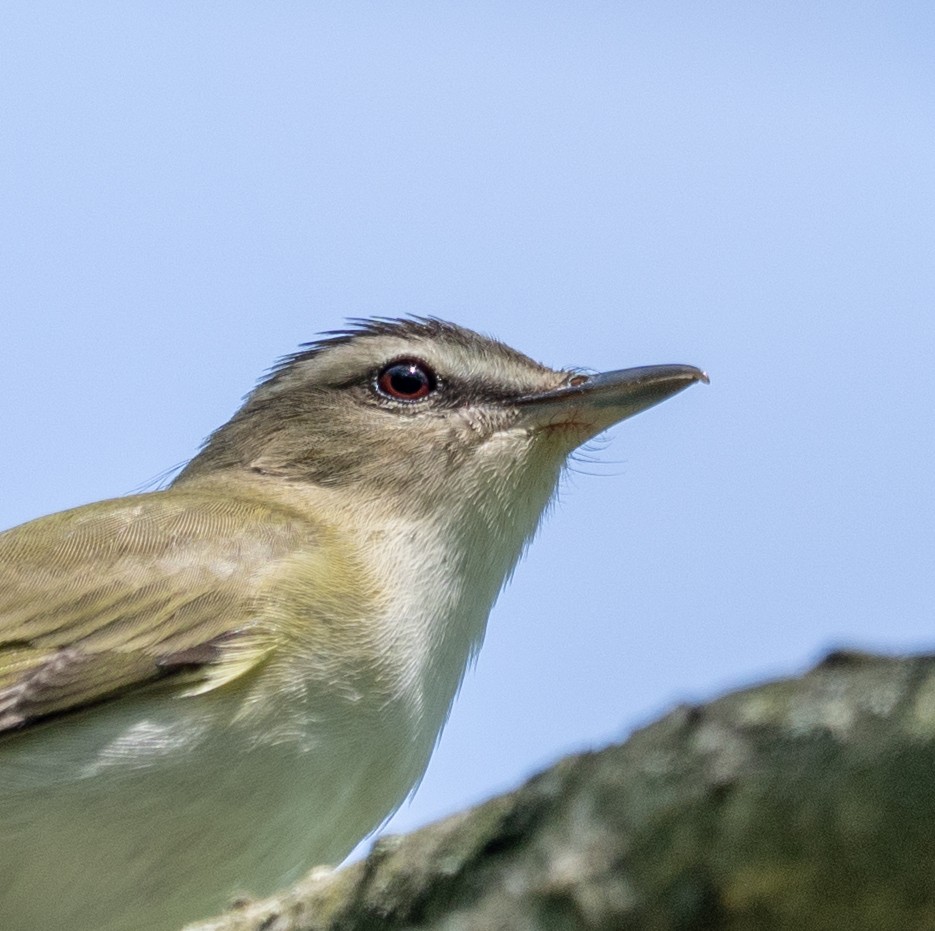 Rotaugenvireo - ML634966079
