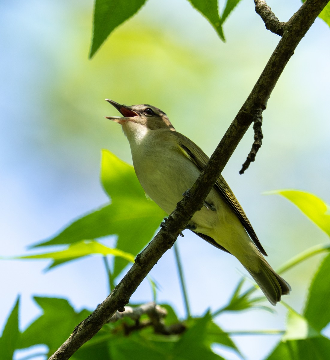 Rotaugenvireo - ML634966089
