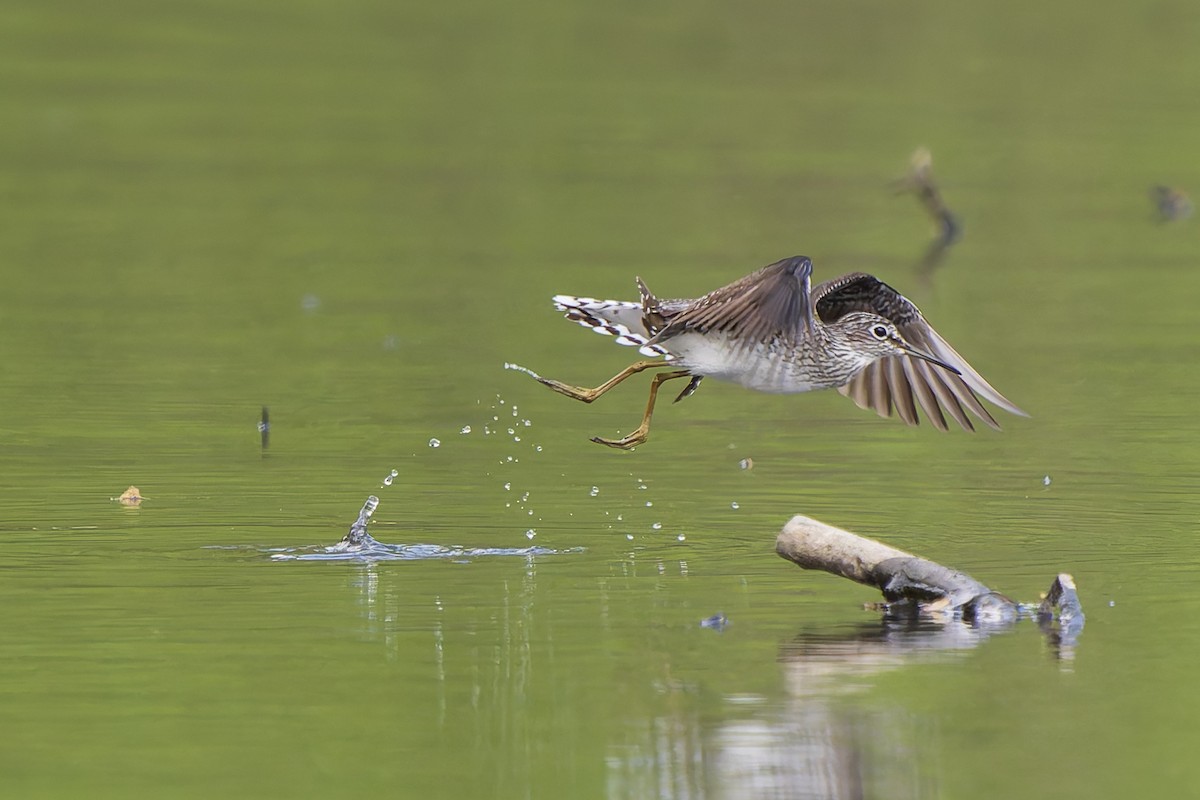 eremittsnipe - ML634966106
