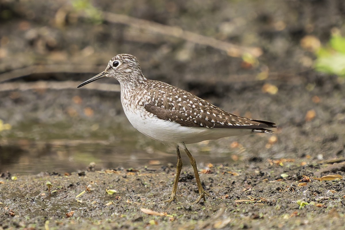 eremittsnipe - ML634966107