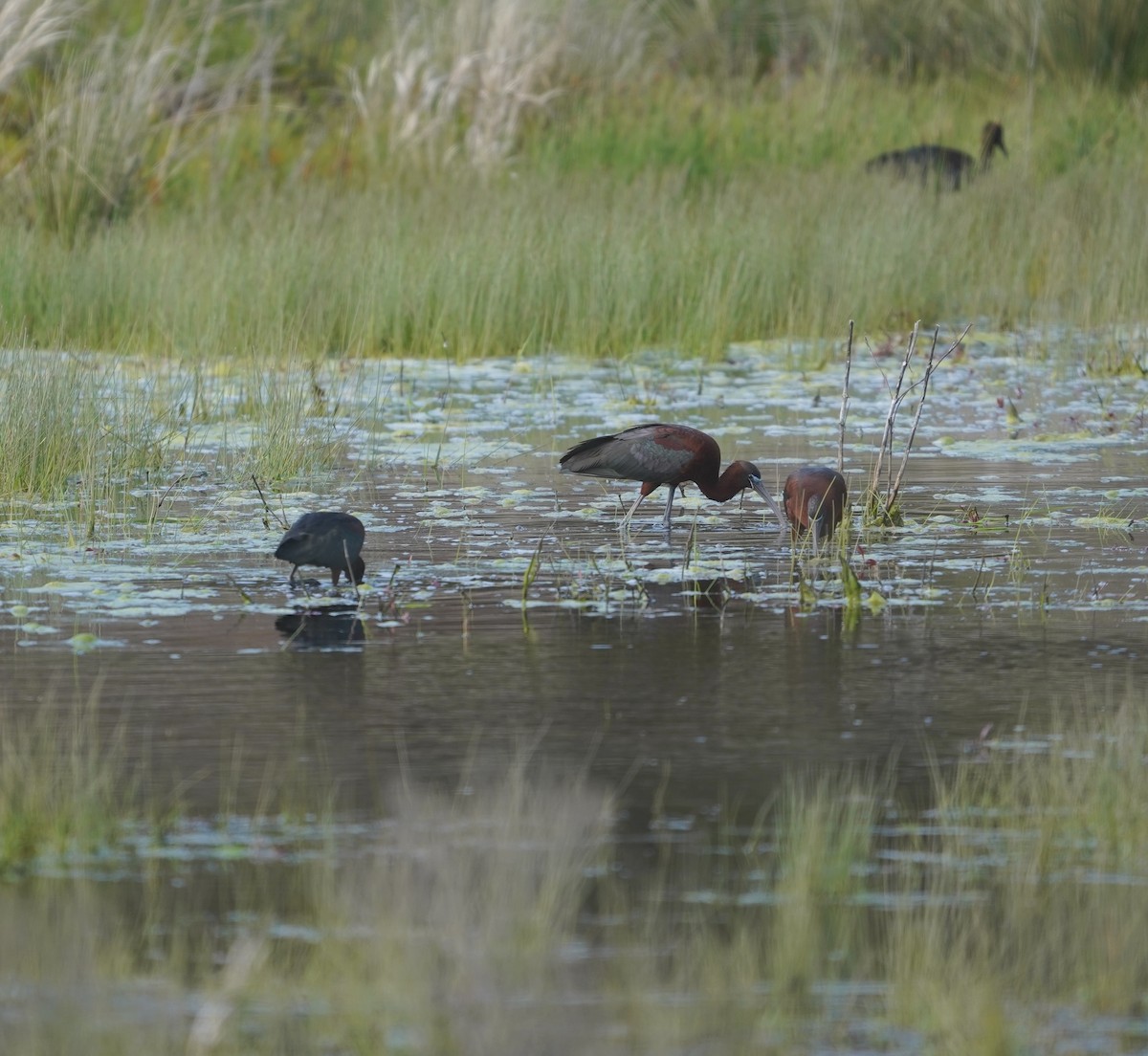 bronseibis - ML634966175