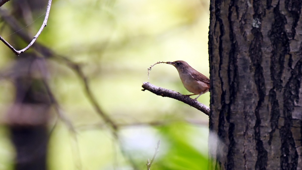 Northern House Wren - ML634966207