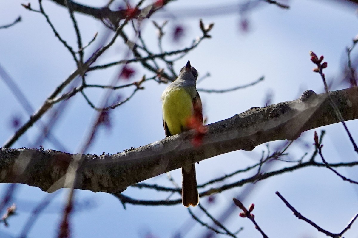 Great Crested Flycatcher - ML634966257