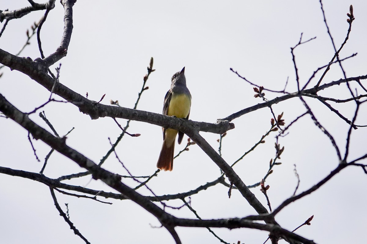 Great Crested Flycatcher - ML634966258