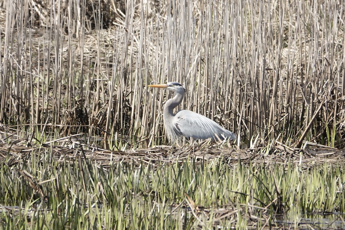 Great Blue Heron - ML634966275