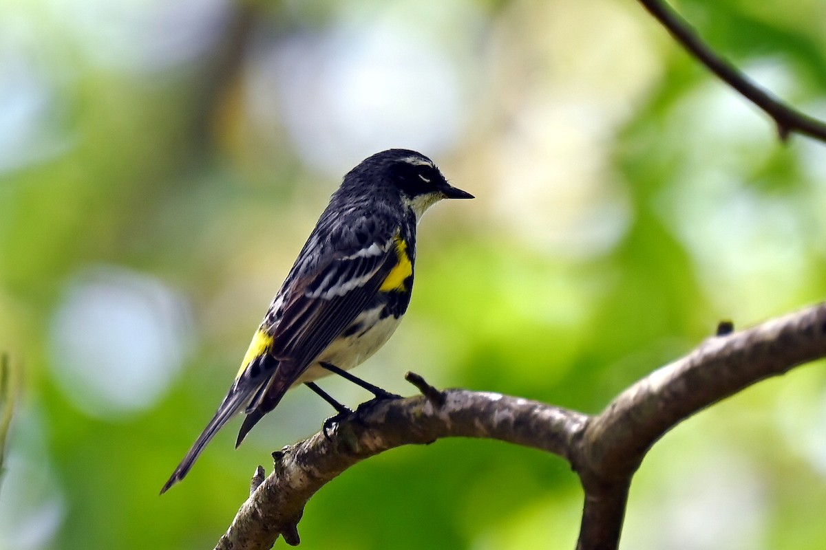 Yellow-rumped Warbler - ML634966277