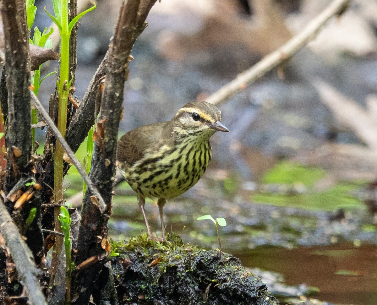 Drosselwaldsänger - ML634966292