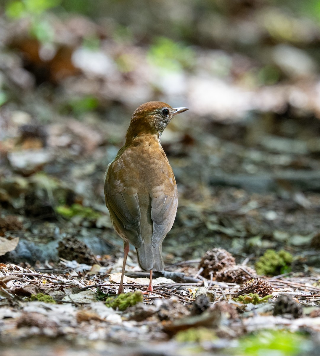 Walddrossel - ML634966324