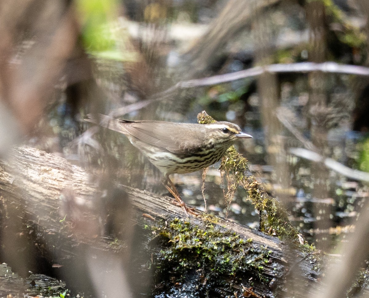 Drosselwaldsänger - ML634966362