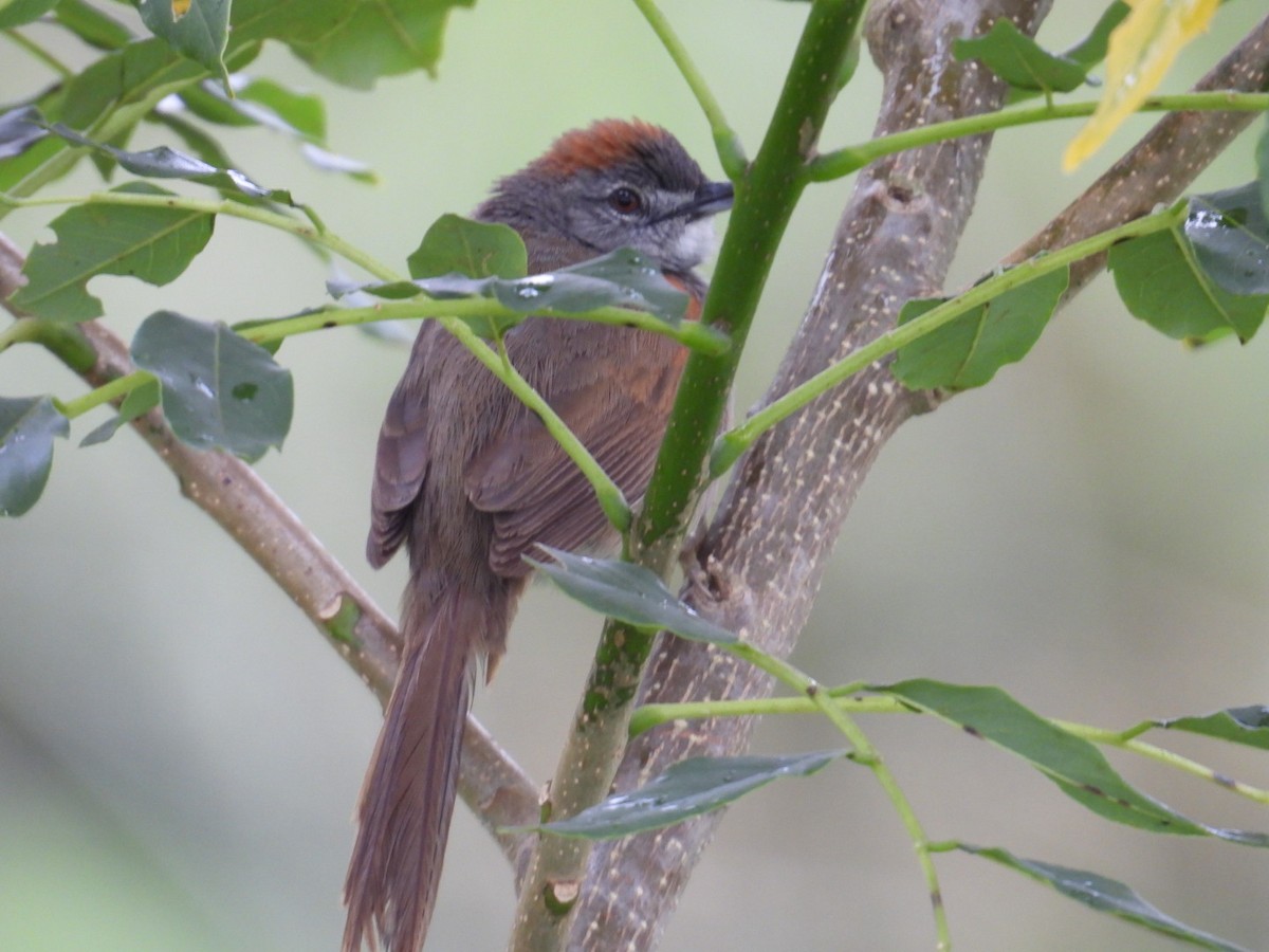 Pale-breasted Spinetail - ML634966371