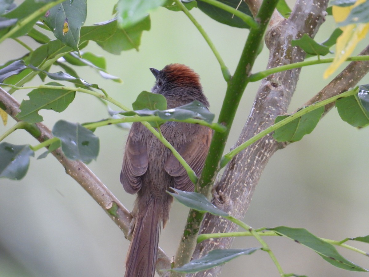 Pale-breasted Spinetail - ML634966373