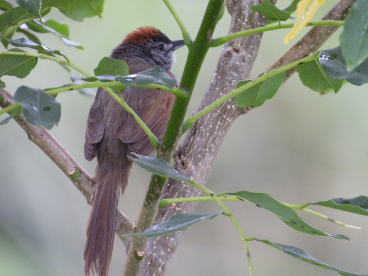 Pale-breasted Spinetail - ML634966374