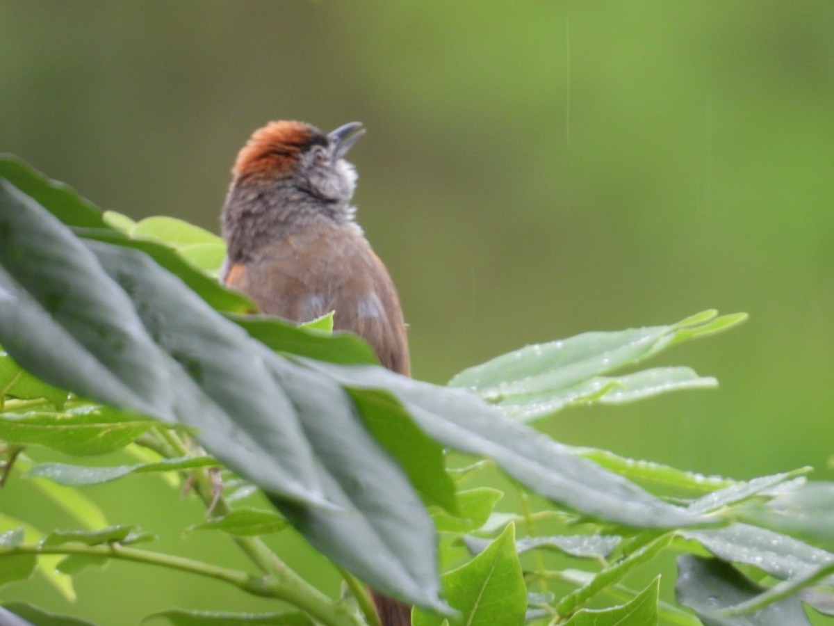 Pale-breasted Spinetail - ML634966375