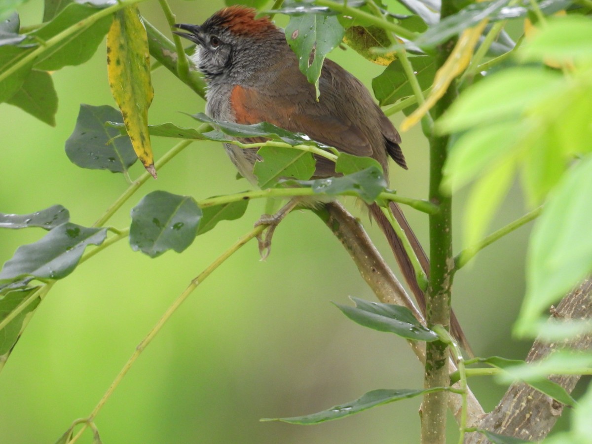 Pale-breasted Spinetail - ML634966376
