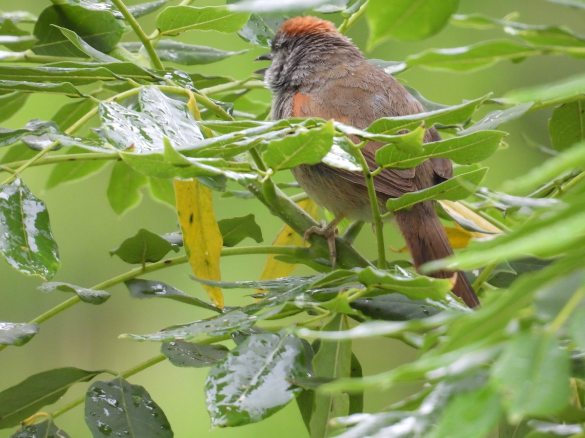 Pale-breasted Spinetail - ML634966377