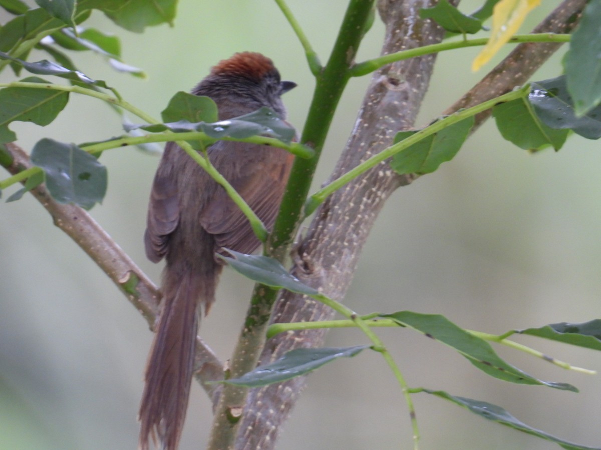 Pale-breasted Spinetail - ML634966378