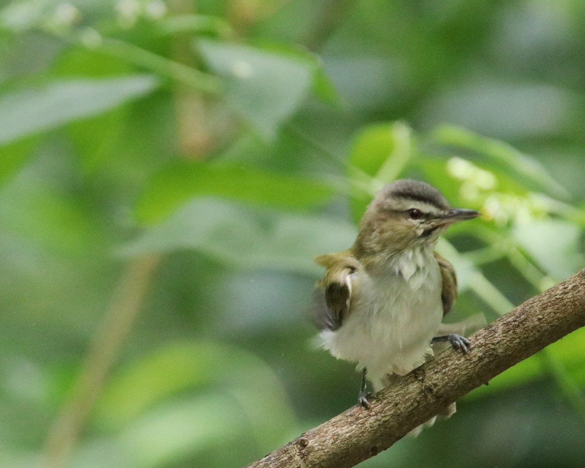 Black-whiskered Vireo - ML634966449