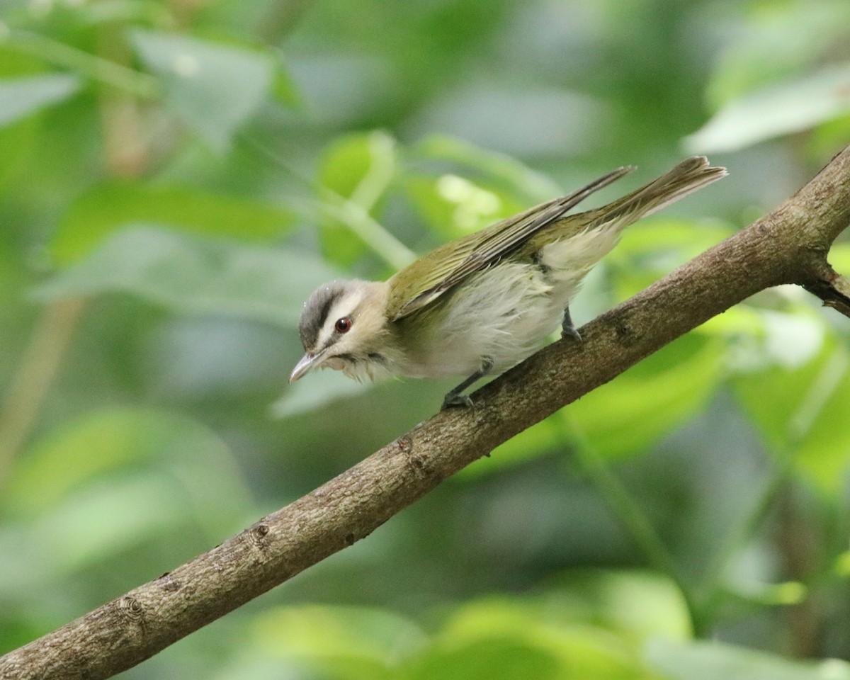 Black-whiskered Vireo - ML634966473