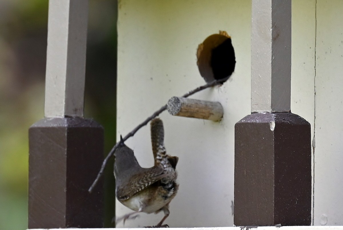 Northern House Wren - ML634966474