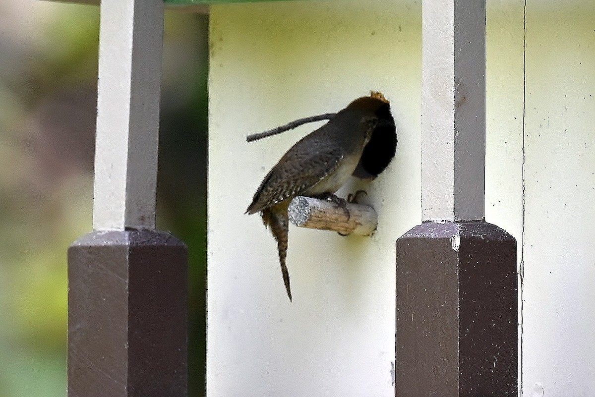 Northern House Wren - ML634966475
