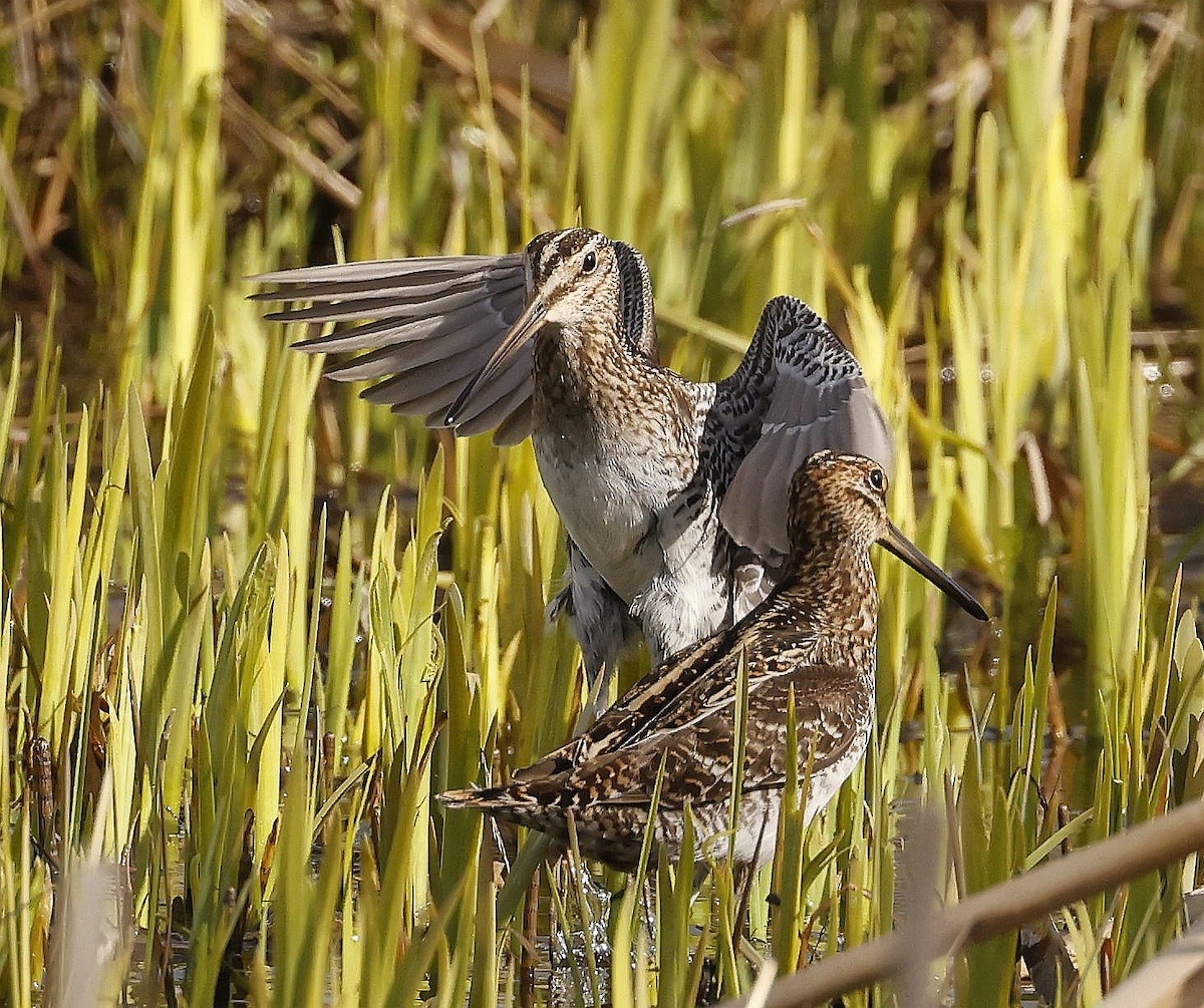 Wilson's Snipe - ML634966502