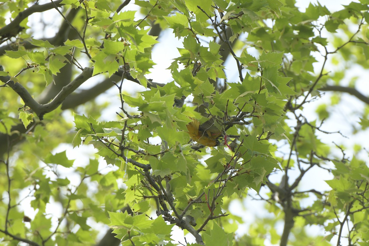 Baltimore Oriole - ML634966519