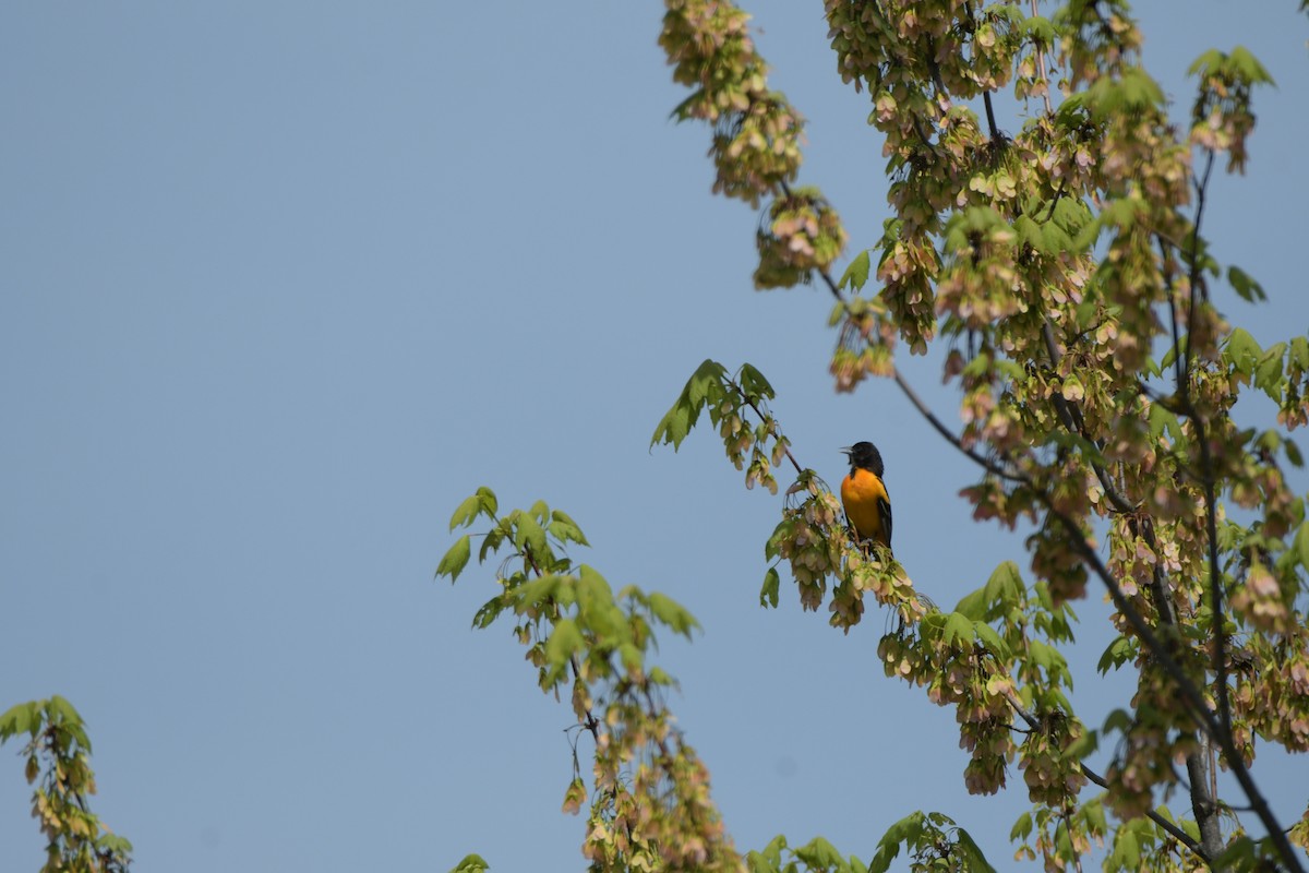 Baltimore Oriole - ML634966570
