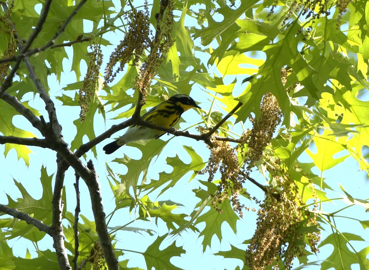 Magnolia Warbler - ML634966602