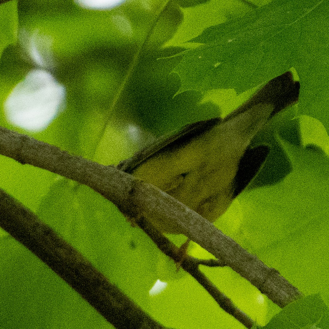 Canada Warbler - ML634966623