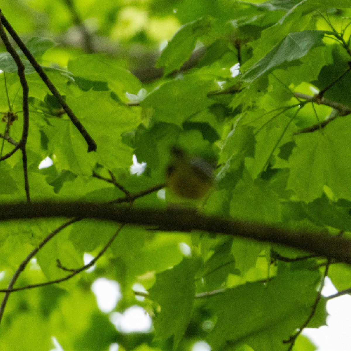 Canada Warbler - ML634966624