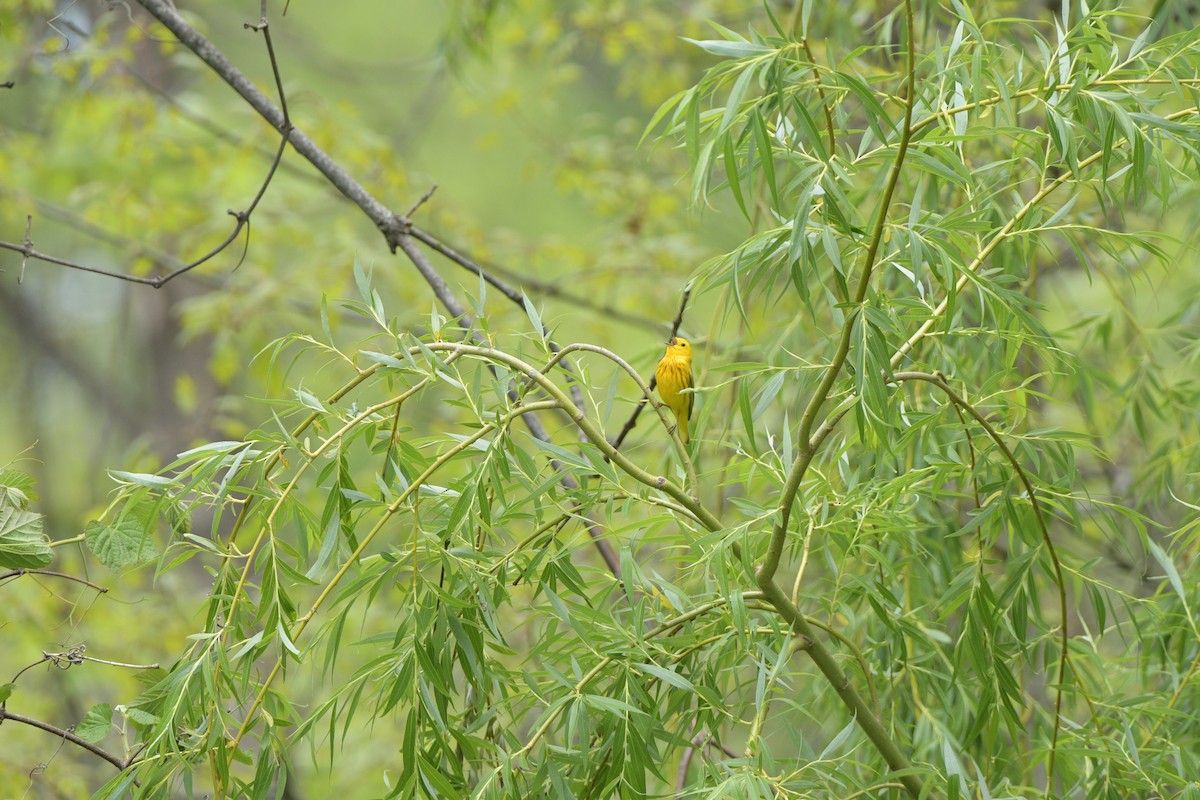 Northern Yellow Warbler - ML634966631