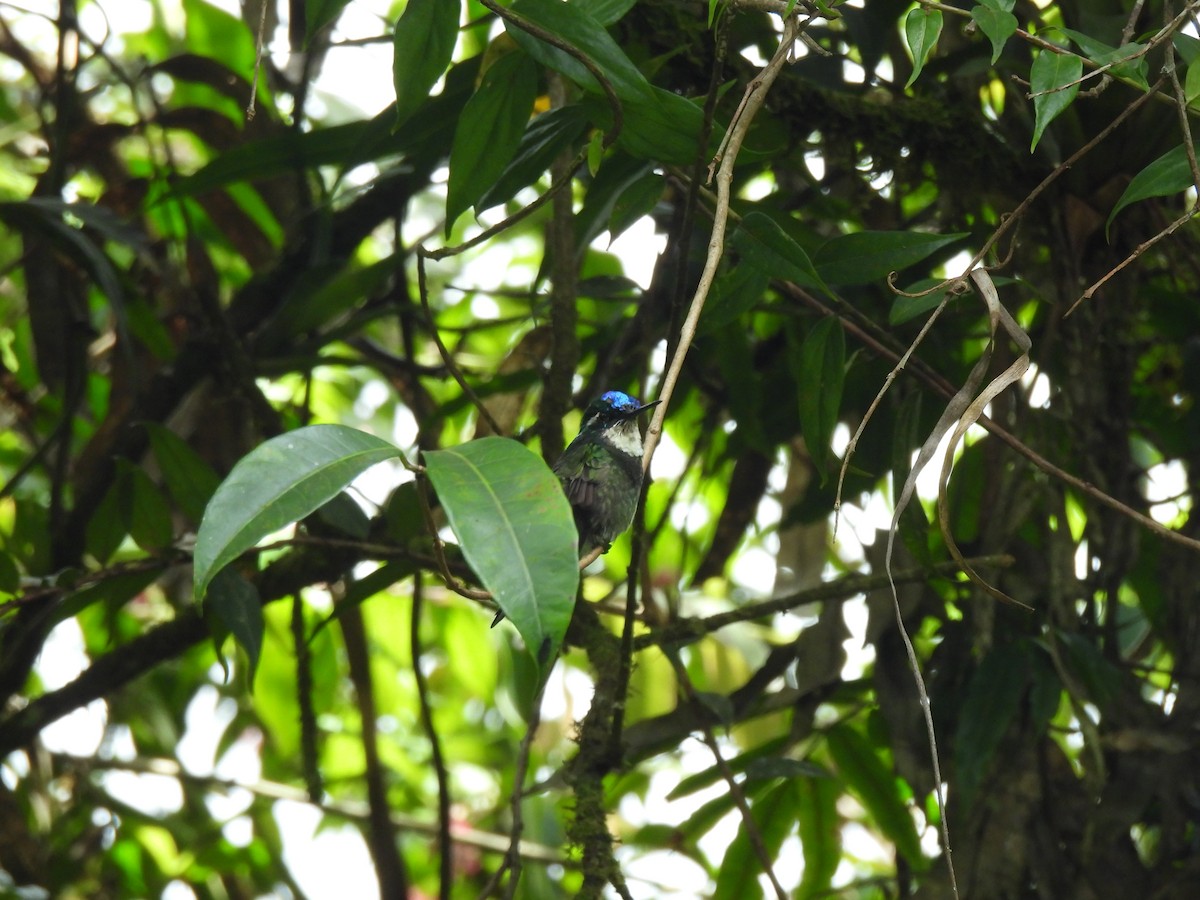 White-throated Mountain-gem - ML634966671