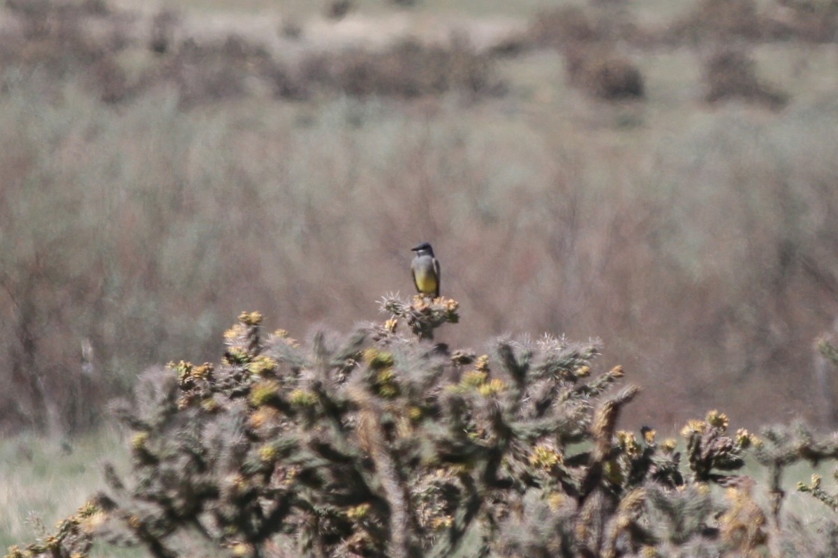 Cassin's Kingbird - ML634966678