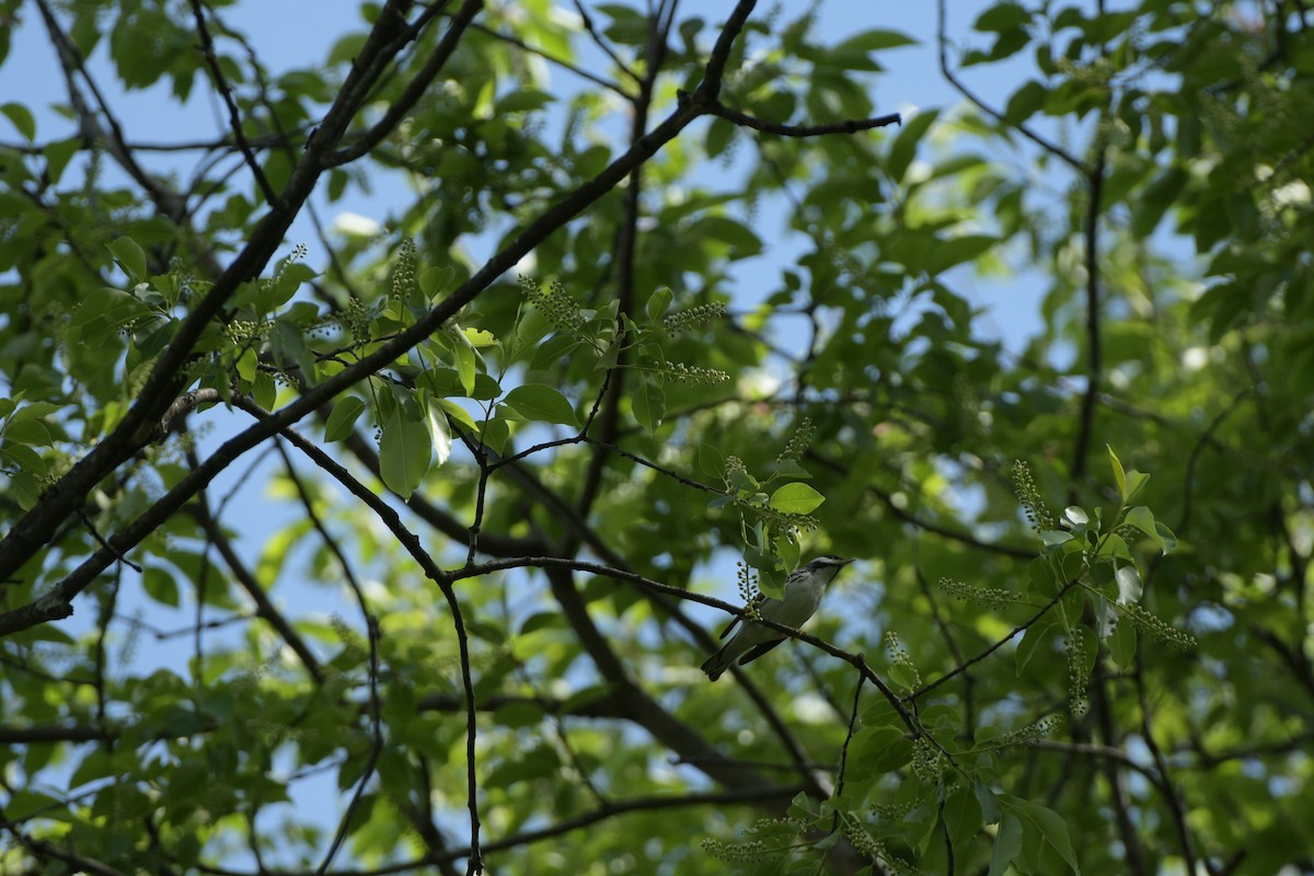 Blackpoll Warbler - ML634966689