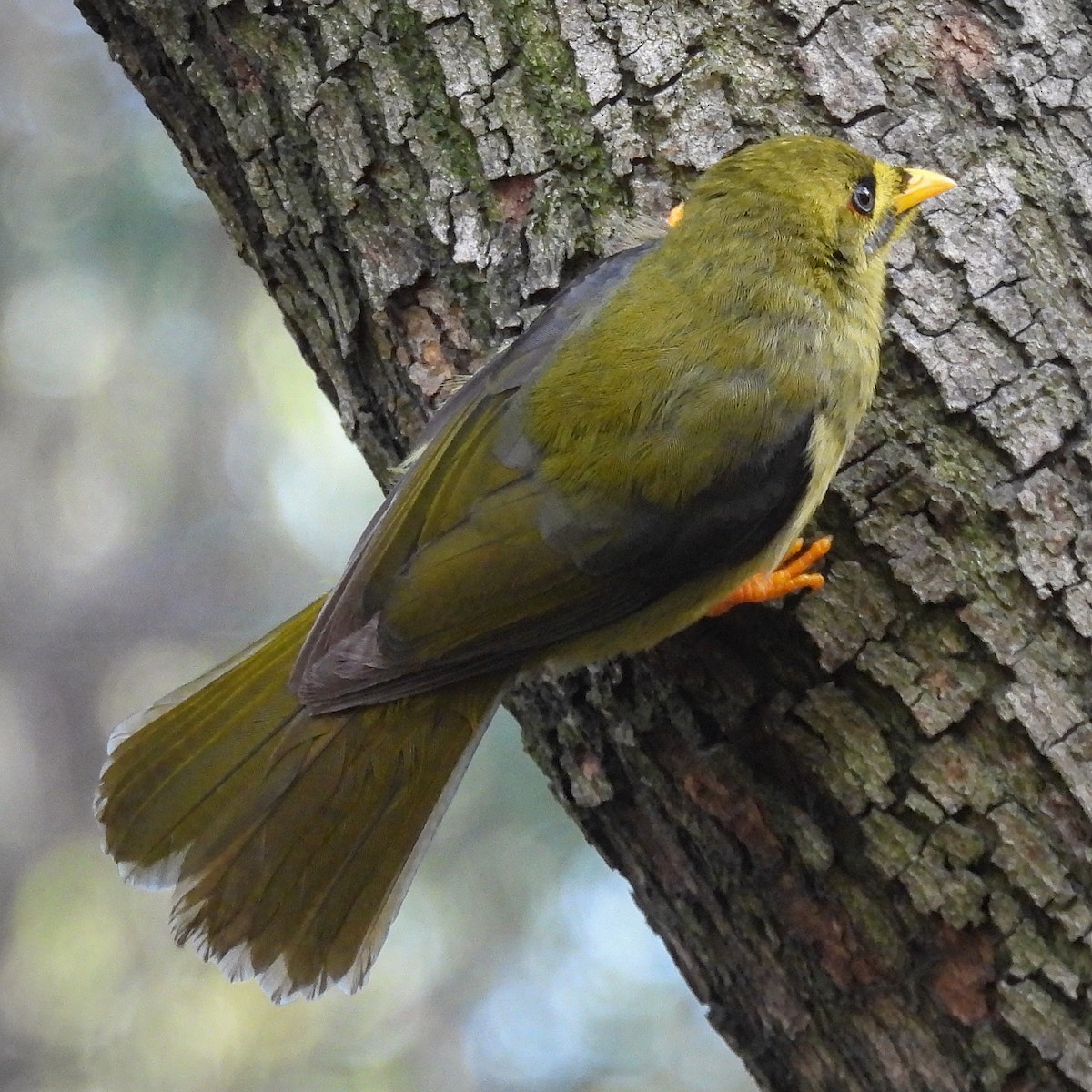 Bell Miner - ML634966714