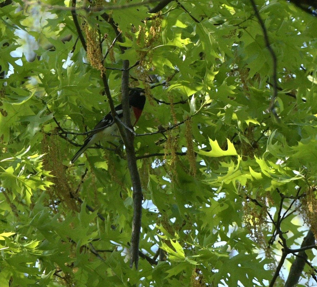 Rose-breasted Grosbeak - ML634966735