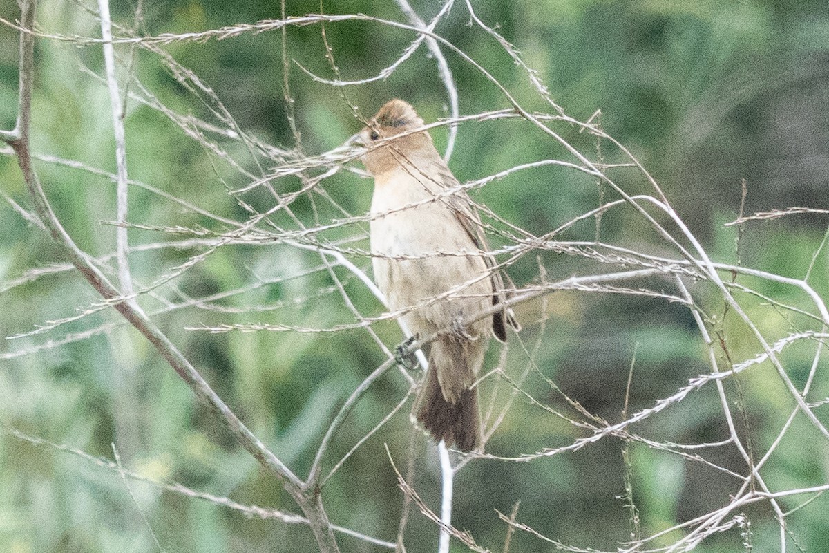 Blue Grosbeak - ML634966795