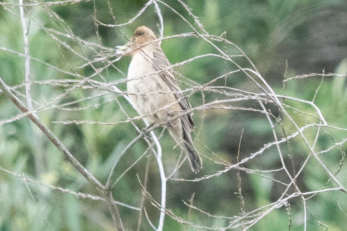 Blue Grosbeak - ML634966819