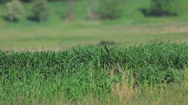 Goglu des prés - ML634966820