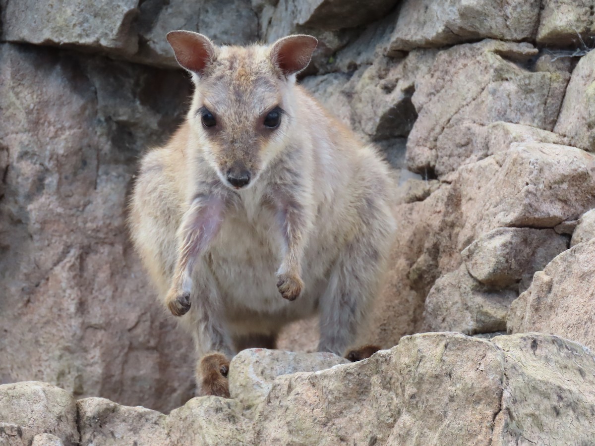 Western Short-eared Rock Wallaby - ML634966835