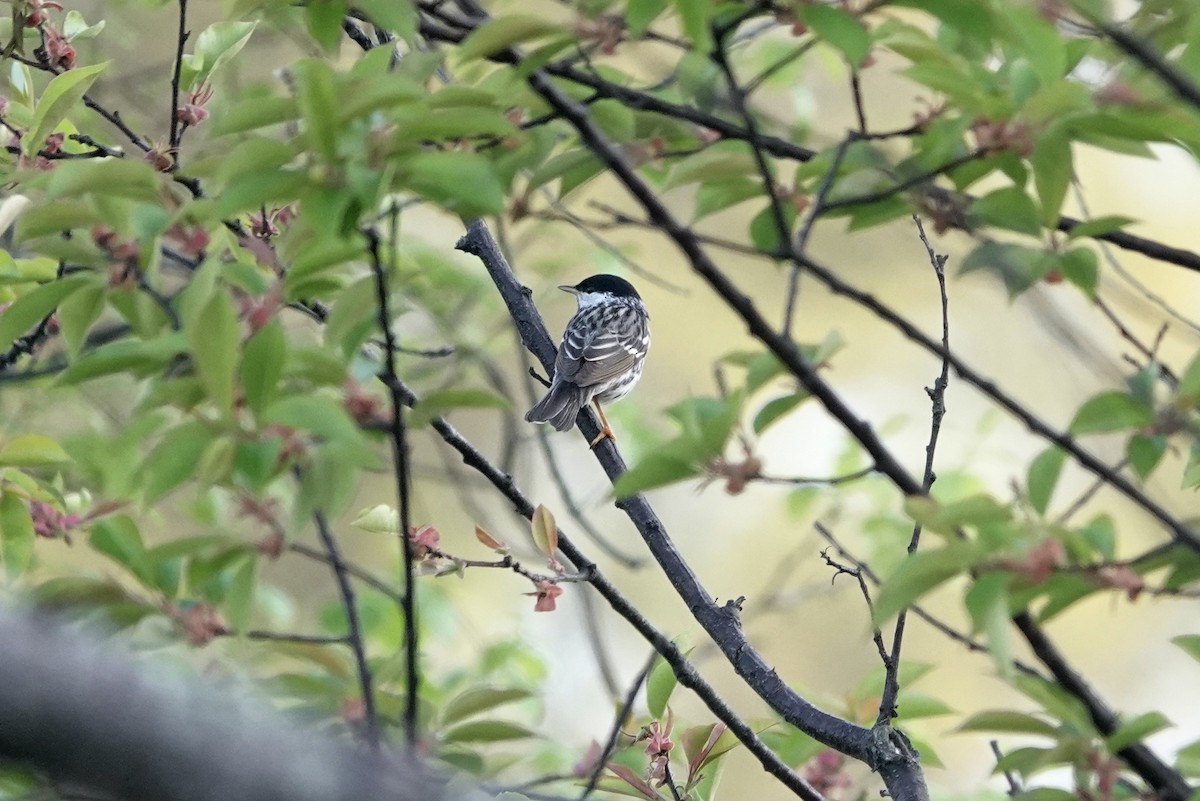 Blackpoll Warbler - ML634966861