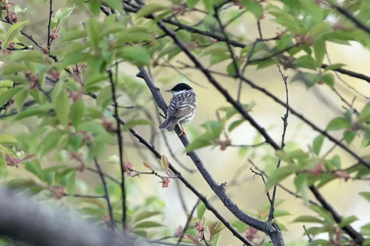 Blackpoll Warbler - ML634966862