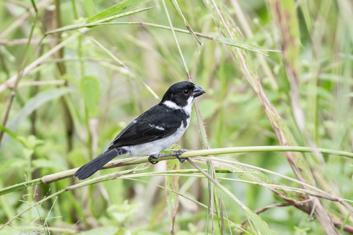 Wing-barred Seedeater (Caqueta) - ML634966873