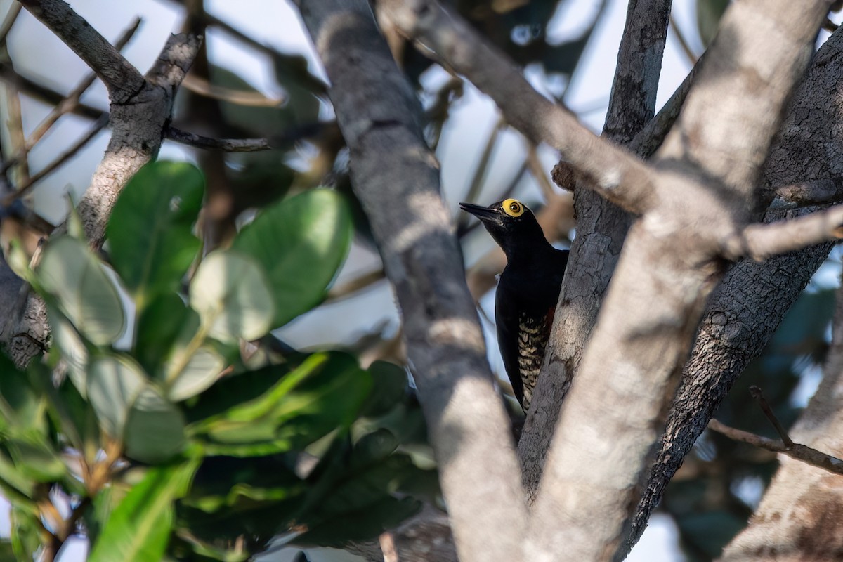 Yellow-tufted Woodpecker - ML634966987