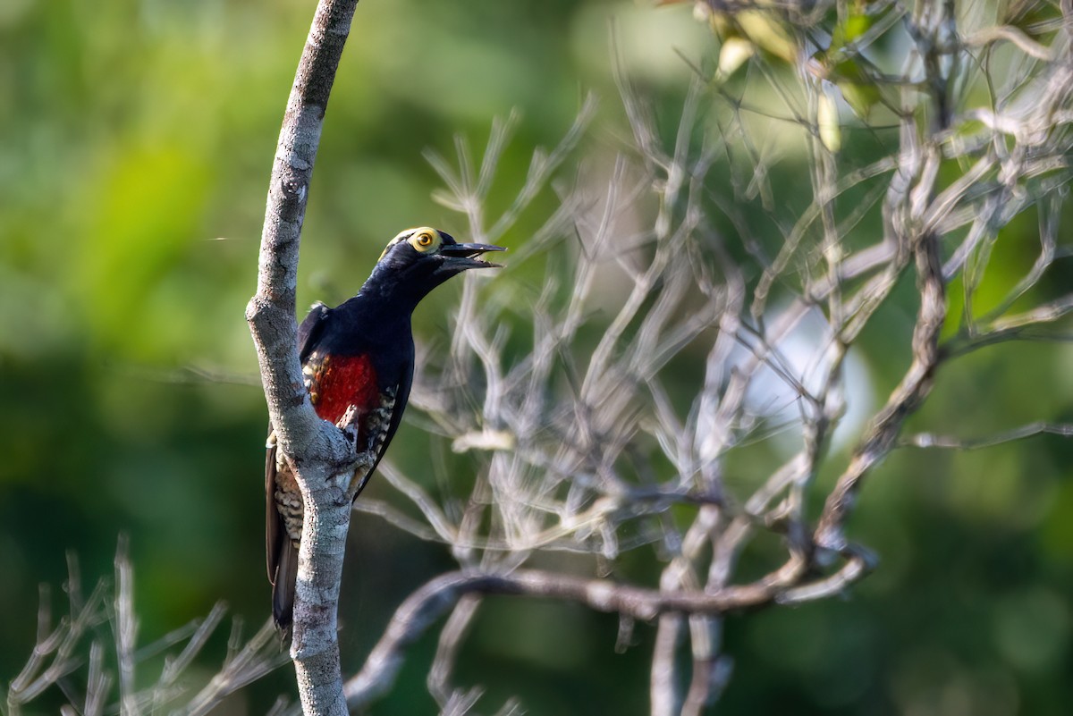 Yellow-tufted Woodpecker - ML634966988