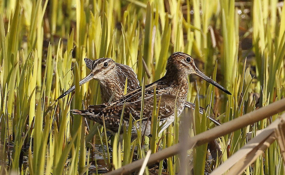 Wilson's Snipe - ML634967048