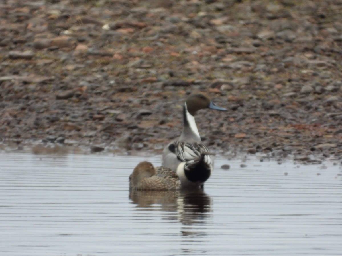 Canard pilet - ML634967213