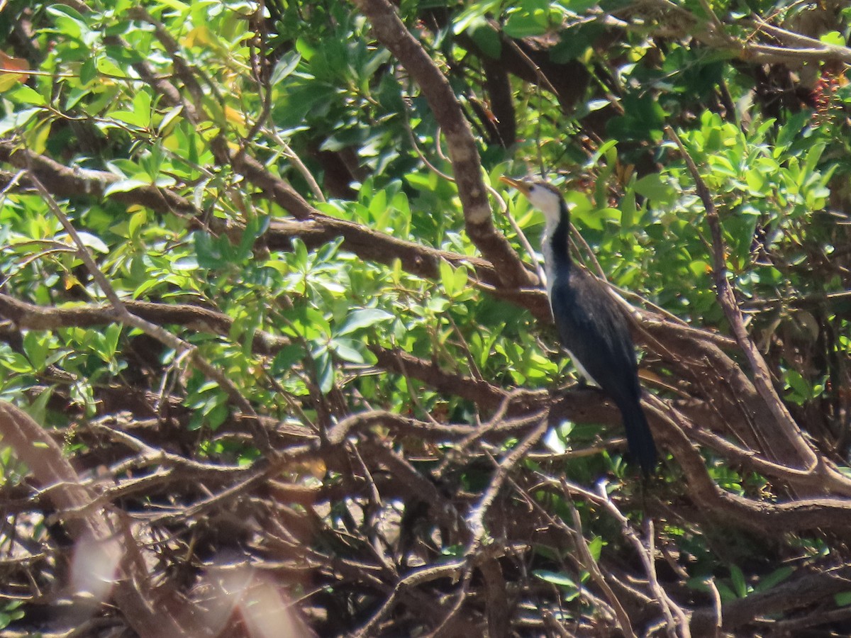 Little Pied Cormorant - ML634967269